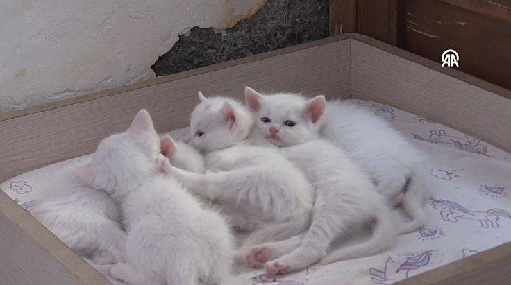 Koruma altındaki Van kedilerinden 70 yavru - Resim: 10